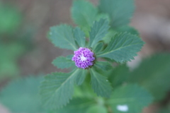 Centratherum punctatum